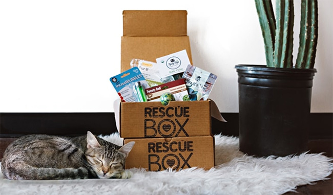 RescueBox cat and box