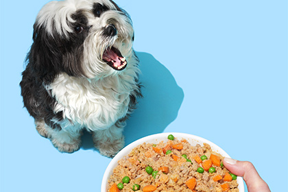 petplate dog and meal