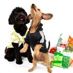 shaggyswag subscription dog boxes