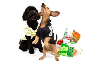 shaggyswag subscription dog boxes